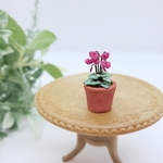 ミニチュアシクラメン✱鉢植え