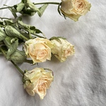 薔薇  パリのドライフラワー