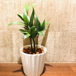 良縁『梛の木』  陶器鉢　白　観葉植物 ハイドロカルチャー インテリア