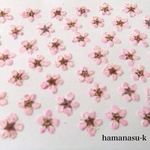 【押花素材8] コデマリ　着色　ピンク