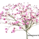 【押花素材10] かすみ草　着色　ピンク