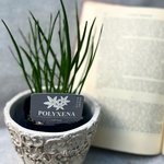 ポリキセナ　オドラータ♡可愛い白花♡植えっぱなしで毎年咲きます♡