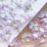 【ドライフラワー】桜　サクラ
