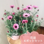 美苗！濃いめピンクがかわいい☆ローダンセマム「リルピンク」花苗4ポットセット