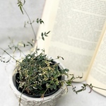 ハゴロモジャスミン　ミルキーウェイ