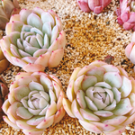 韓国苗 ハウォルヤ