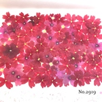 ♡new♡選別前だからお安く♡バーベナの押し花セット♡
