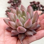 【多肉植物】エンジェルスフィンガー