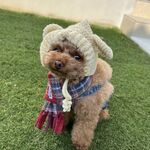 在庫一掃セール品！№5010　犬のニット帽　犬の帽子　生成りカラー　チワワサイズ　くまさんデザイン
