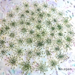 ♡new♡作家様必見♡ ♡レースフラワー 押し花♡