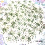 ♡new♡小さめなレースフラワー♡たっぷり押し花セット♡
