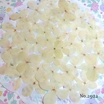 ♡new♡作家様必見♡ 人気の紫陽花がいっぱい♡ 押し花セット