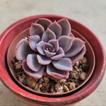 多肉植物❤ピオリス❤抜き苗