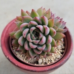 多肉植物❤メビナ❤抜き苗