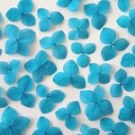 あじさいの押し花＜アナベル　コバルトブルー20枚＞