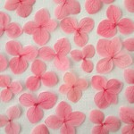 あじさいの押し花＜アナベル　紅桃色20枚＞