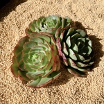韓国苗　Echeveria ラブファイヤー