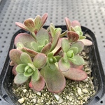 アドニス　多肉植物