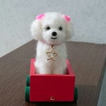 羊毛 トイプードル(トロッコ)