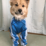 中型犬   お散歩ジャージ服(青)