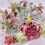 送料無料♡♡ 《86》多肉植物 エケベリア 韓国苗セット 寄せ植えにも♡♡