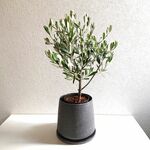 ●数量限定●新作●ギフト プレゼント　希少”オリーブの木　鉢/受け皿セット（グレー）”シルバーリーフ　観葉植物　モダン　