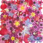 ♡new♡作家様必見♡押し花MIXセット♡押し花セット