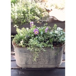 ⋆*ೄ Early Spring Happiness ⋆*ೄ 早春の寄せ植え 芽出し球根入り