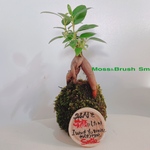 苔玉　ガジュマル