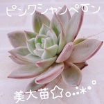 送料無料♡♡ 多肉植物 エケベリア 韓国苗 ピンクシャンペーン 美苗 大苗♡♡