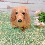 羊毛フェルト犬　高浪様専用オーダーページ