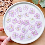 2022年押したて...♡【押し花素材】河津桜
