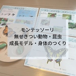  ☆モンテッソーリ ☆むせきつい動物　昆虫　成長モデル・身体のつくり