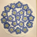  NO.580N大きなネモフィラ ブルー／押し花素材✨お買い得品❣️