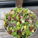 多肉植物セダム寄せ植え　ちまちまプクプク