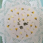 押し花素材423　メカルドニアと小花のセット　