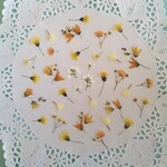 押し花素材424　メラスフェルラと小花のセット　