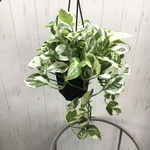 超希少 フィロデンドロン フォレスト オブ ホワイト / Philodendron Forest of White 5号 吊り鉢 