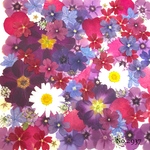 ♡new♡作家様必見♡押し花MIXセット♡押し花セット