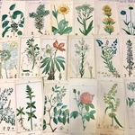 (再販×2)植物学者のメッセージカード＊ジャンクジャーナル＊コラージュ素材＊コラージュペーパー