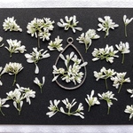 再販☆押し花素材599 真っ白なユーフォルビア☆