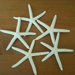  スターフィッシュ  5個