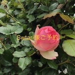 Swtari様ご予約　卓上ままごとキッチン(規格外)