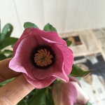 iさま専用ページです。