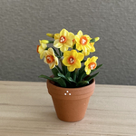 水仙　花鉢　2