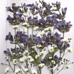 セージとカスミソウの押し花