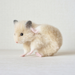 後ろ足で毛づくろい中のキンクマさん