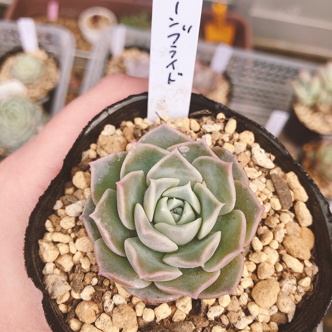 多肉植物 エアーマジック ♡シナモン♡ 多肉植物 エアーマジック ♡シナモン♡