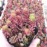 多肉植物 レッドベリー もりもり 抜き苗