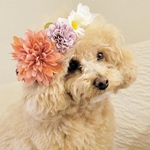 ネックドレス 犬 ペット カチューシャ 花冠 3way アクセサリー 誕生日 記念日